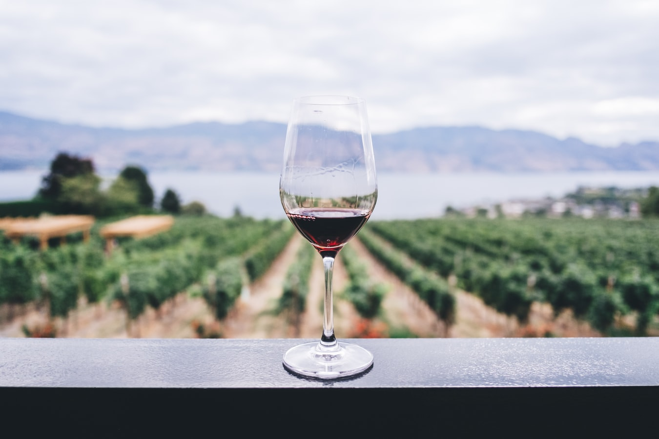 Journey Through the World’s Popular Wine Regions