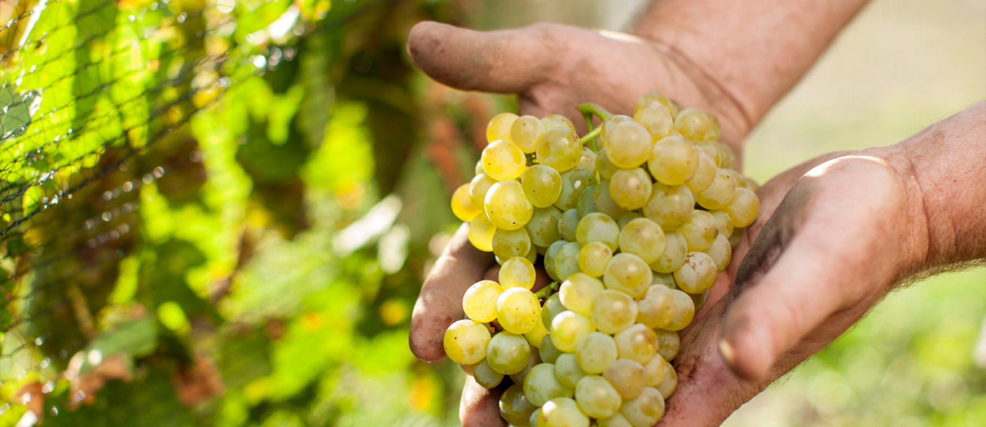 Cultivating Sustainability: Eco-Friendly Vineyard Practices